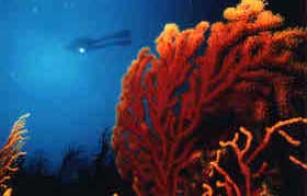 Plongée sous-marine... Le monde du silence
